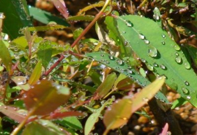 6432-florestal-brasil-203-foto-paulo-cardoso-a